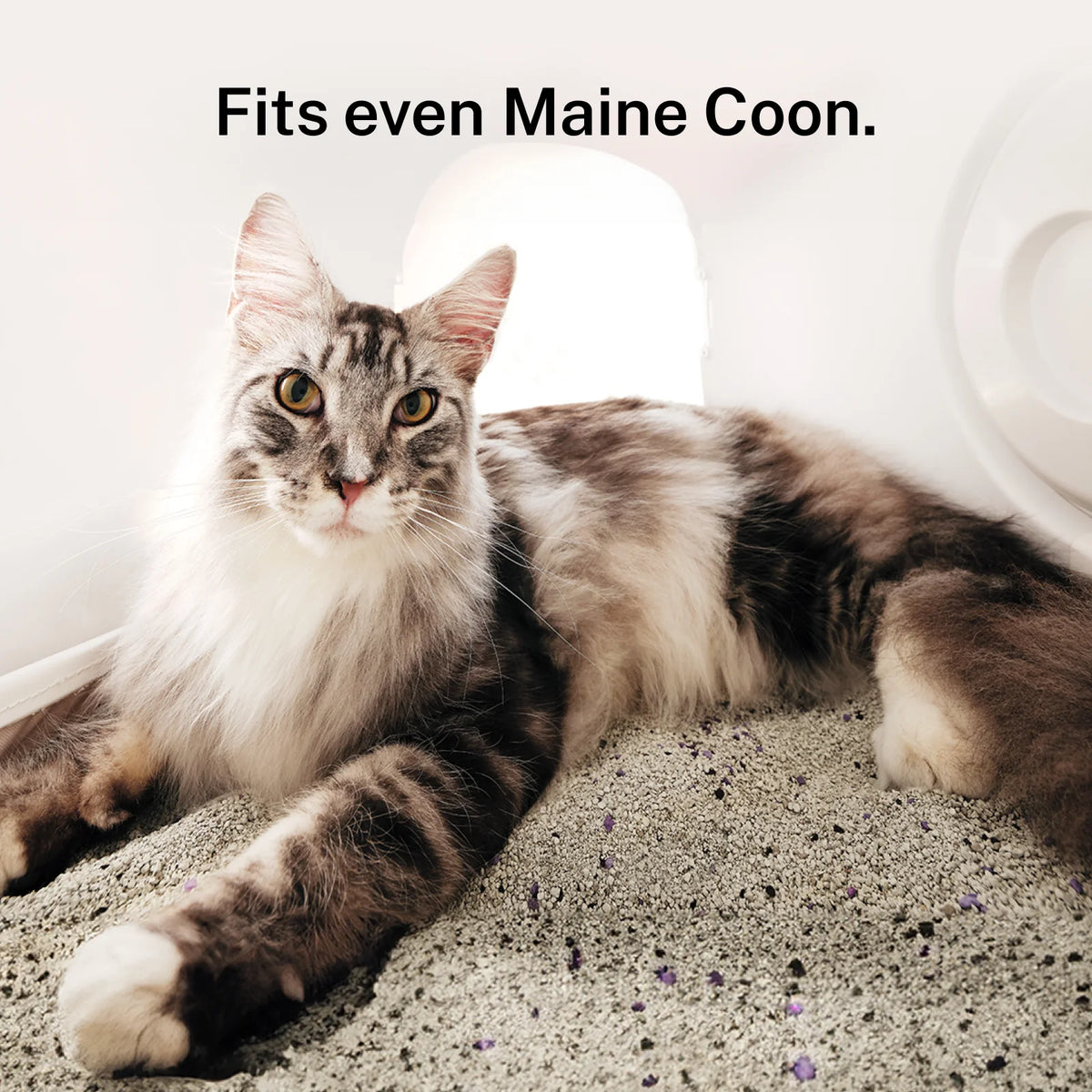 Self-Cleaning Litter Box CS106